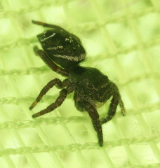 Phidippus olympus