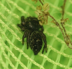 Phidippus olympus
