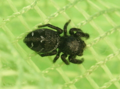 Phidippus olympus