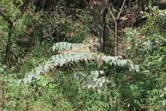 Aralia echinocaulis