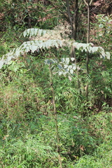 Aralia echinocaulis
