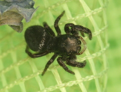 Phidippus olympus