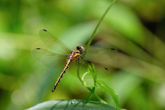 Trithemis festiva