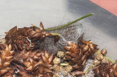 Psycharium pellucens