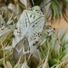 Taedia marmorata