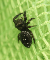 Phidippus olympus
