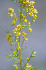 Artemisia palustris