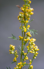 Artemisia palustris