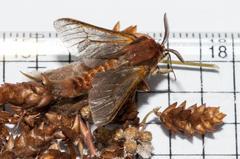 Psycharium pellucens