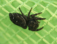 Phidippus olympus