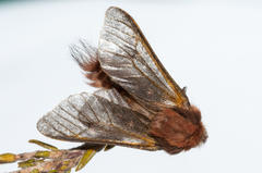 Psycharium pellucens