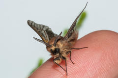 Psycharium pellucens