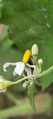 Solanum pilcomayense