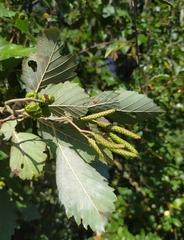 Phyllactinia alnicola