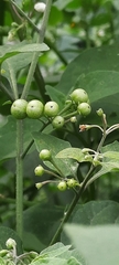 Solanum pilcomayense