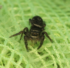 Phidippus olympus