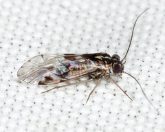 Hyalopsocus striatus