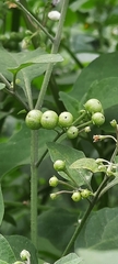 Solanum pilcomayense