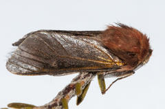 Psycharium pellucens