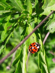 Harmonia axyridis