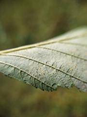 Phyllactinia alnicola