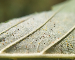 Phyllactinia alnicola