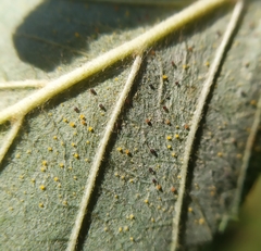 Phyllactinia alnicola