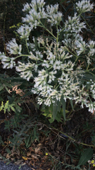 Eupatorium altissimum