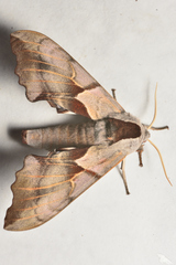 Smerinthus saliceti