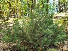 Juniperus communis communis