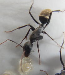 Camponotus cinctellus