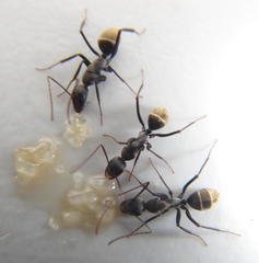 Camponotus cinctellus