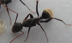 Camponotus cinctellus