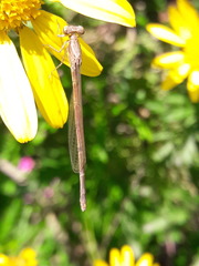 Oxyagrion terminale
