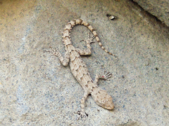Mediodactylus heterocercus