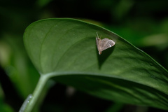 Cangetta hartoghialis