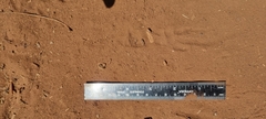 Procavia capensis