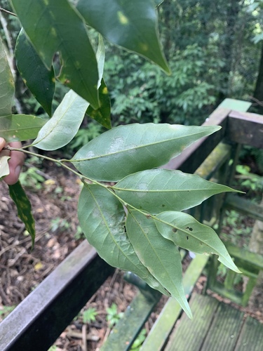 Castanopsis carlesii (Castanopsis carlesii)