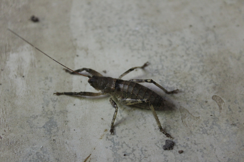 Nesoecia nigrispina