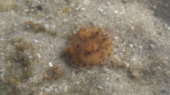 Diaulula greeleyi