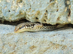Heremites auratus