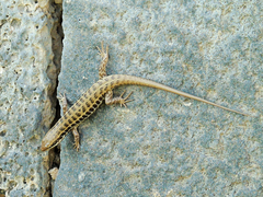 Heremites auratus