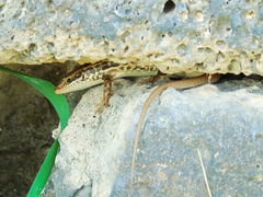 Heremites auratus