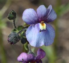 Nemesia caerulea
