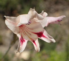 Gladiolus nigromontanus