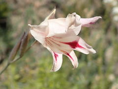 Gladiolus nigromontanus