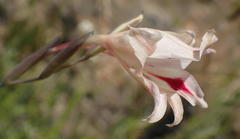 Gladiolus nigromontanus
