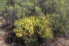 Lotononis densa gracilis