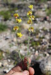 Lotononis densa gracilis
