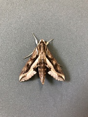 Hippotion velox
